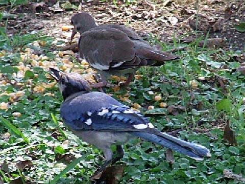 Blue Bird & Dove